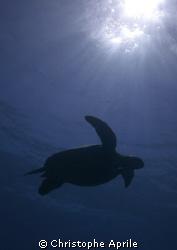 turtle tanning in Sipadan... by Christophe Aprile 